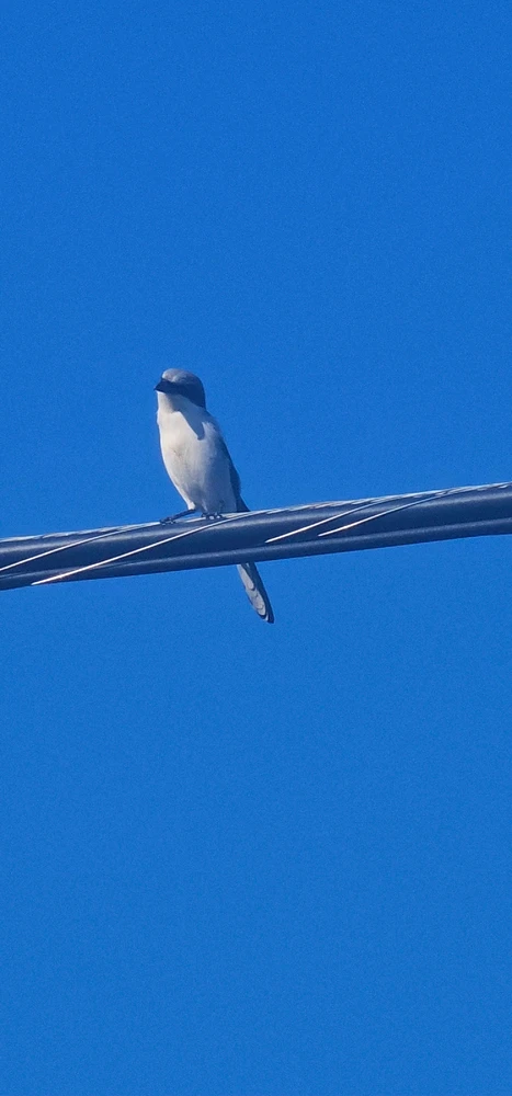 Image uploaded by Liza