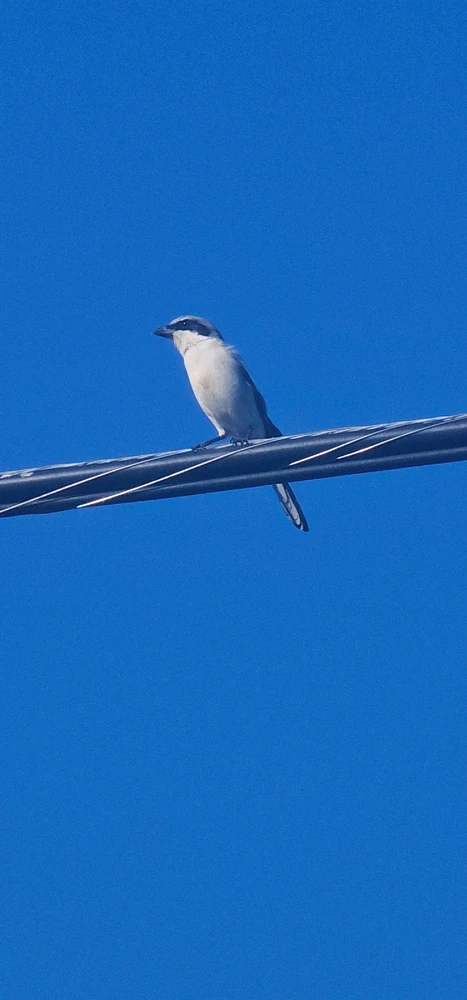 Image uploaded by Liza