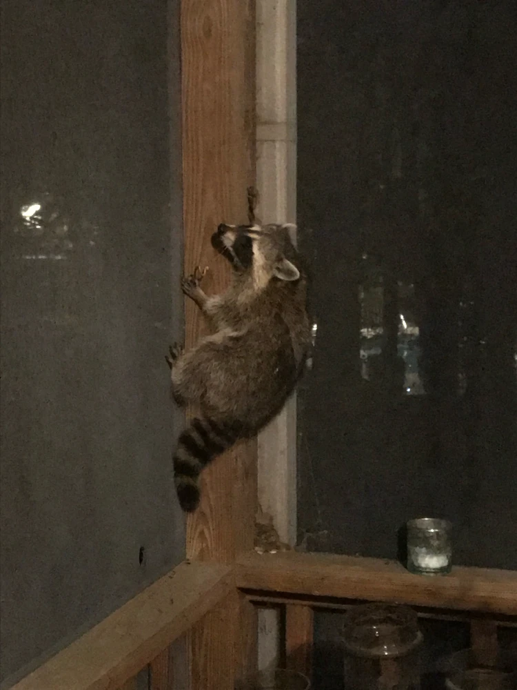 Image uploaded by J.T.