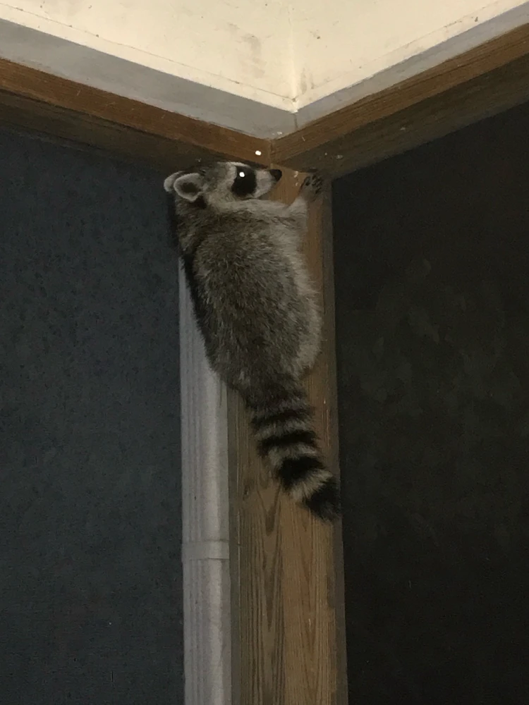 Image uploaded by J.T.