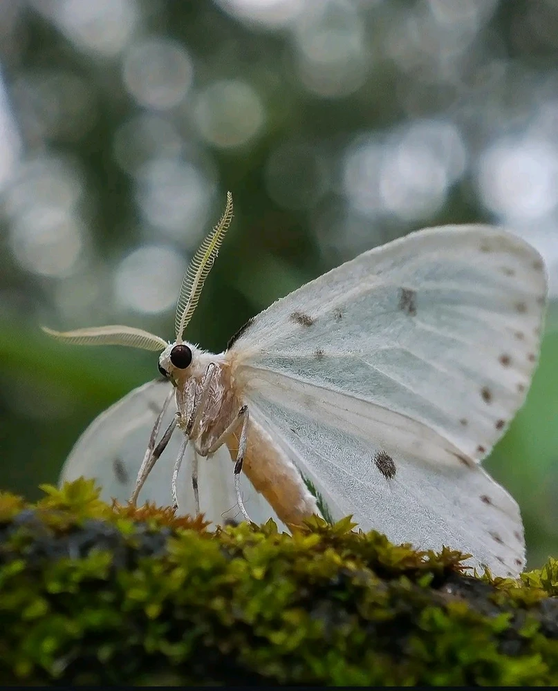 GIF uploaded by Besto Basil