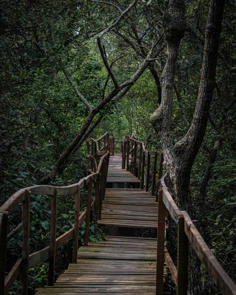 A jungle canopy walk in Bhitarkanika national park of Odisha.