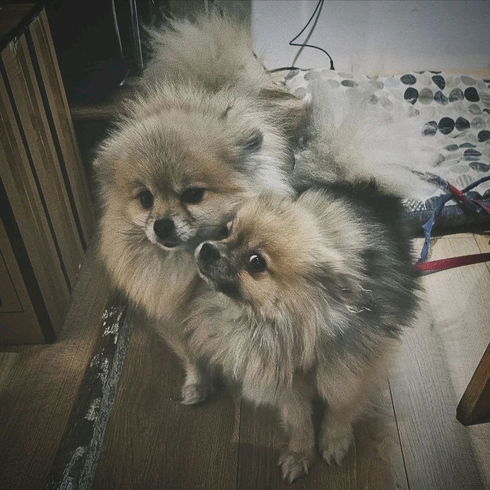 Immagine caricata da Mika