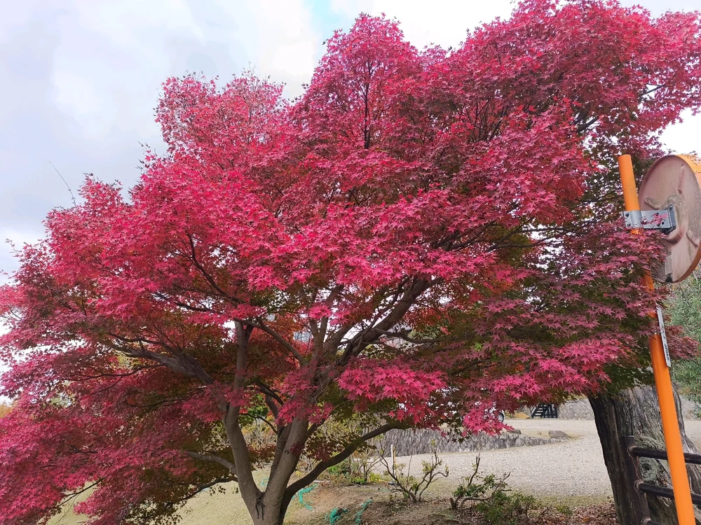 Image uploaded by Carlos カルロス
