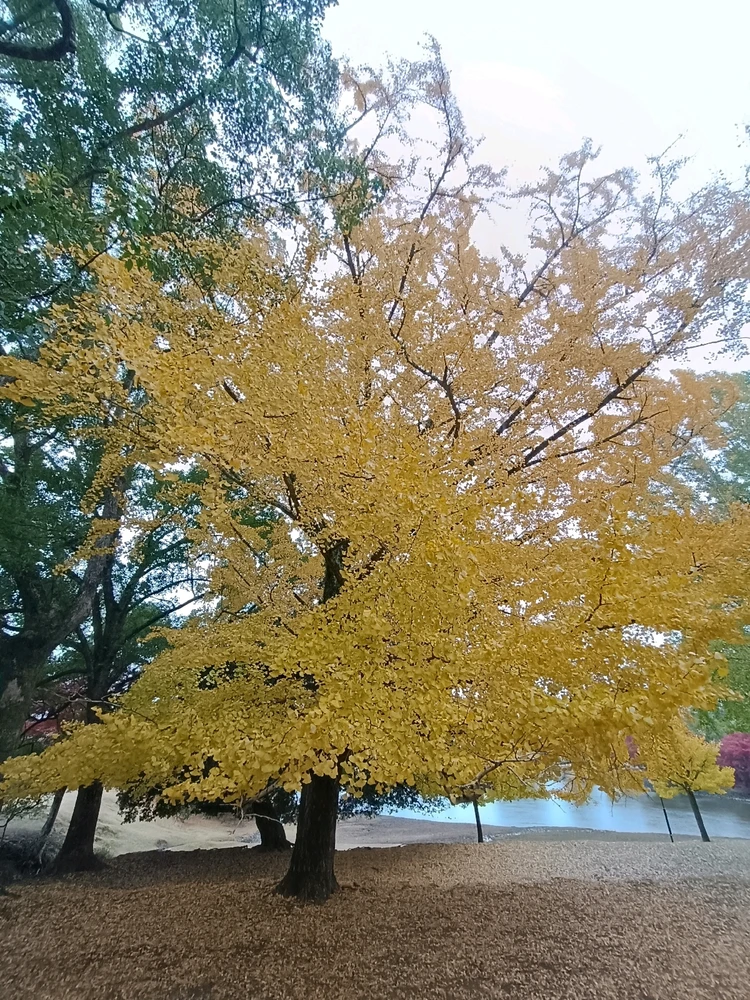 Image uploaded by Carlos カルロス