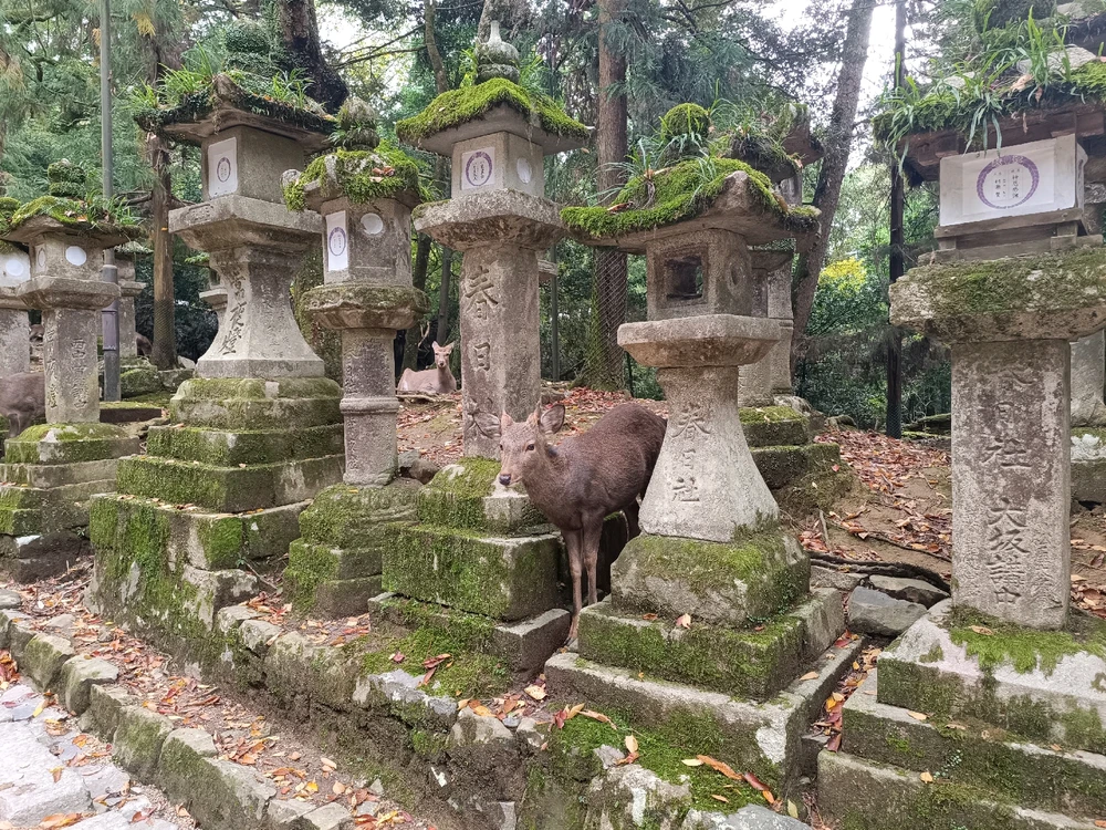 Image uploaded by Carlos カルロス