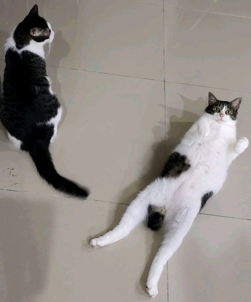 GIF uploaded by Elsie Elle