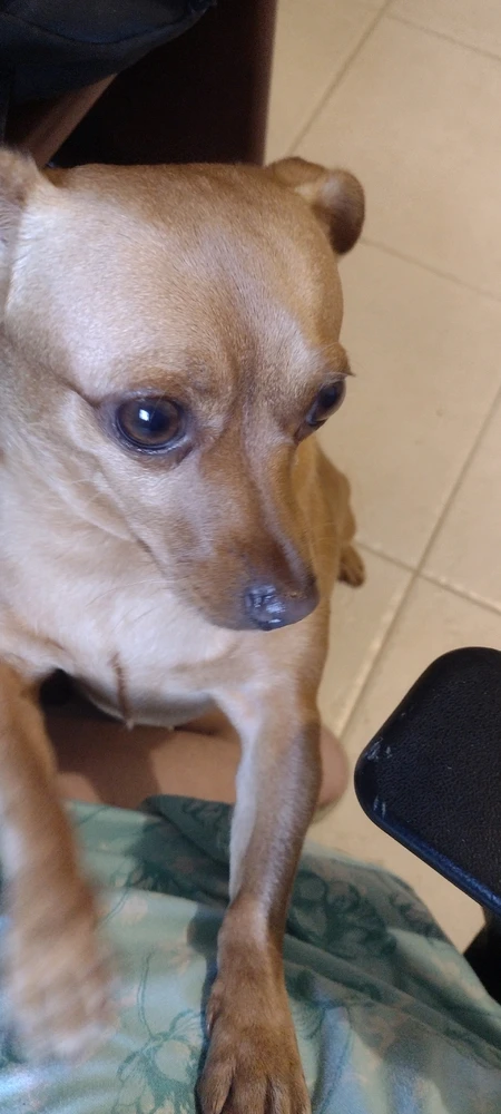 GIF subido por Verí