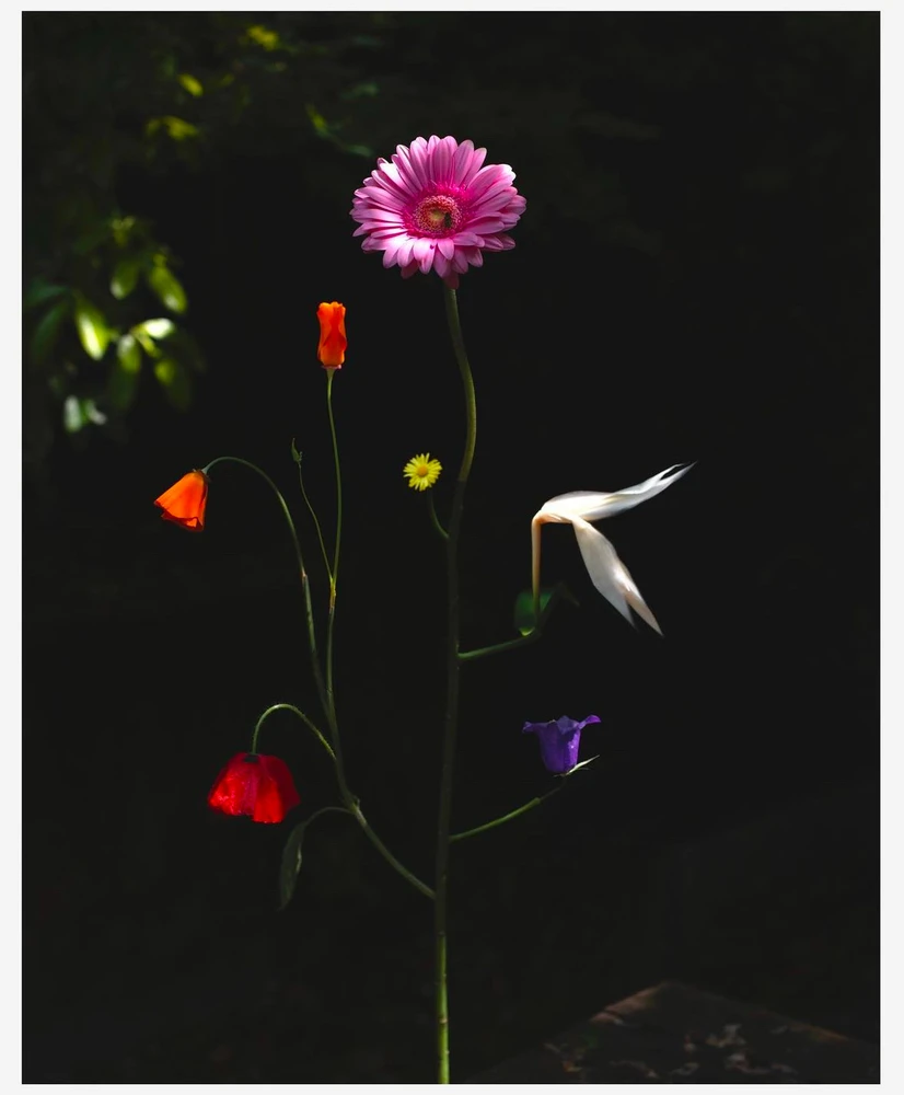 Obrázek nahrál Soni