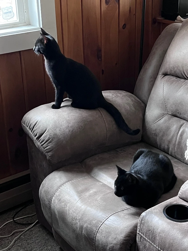 GIF uploaded by Annie