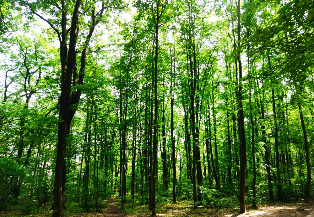 Obrázek nahrál 🧿