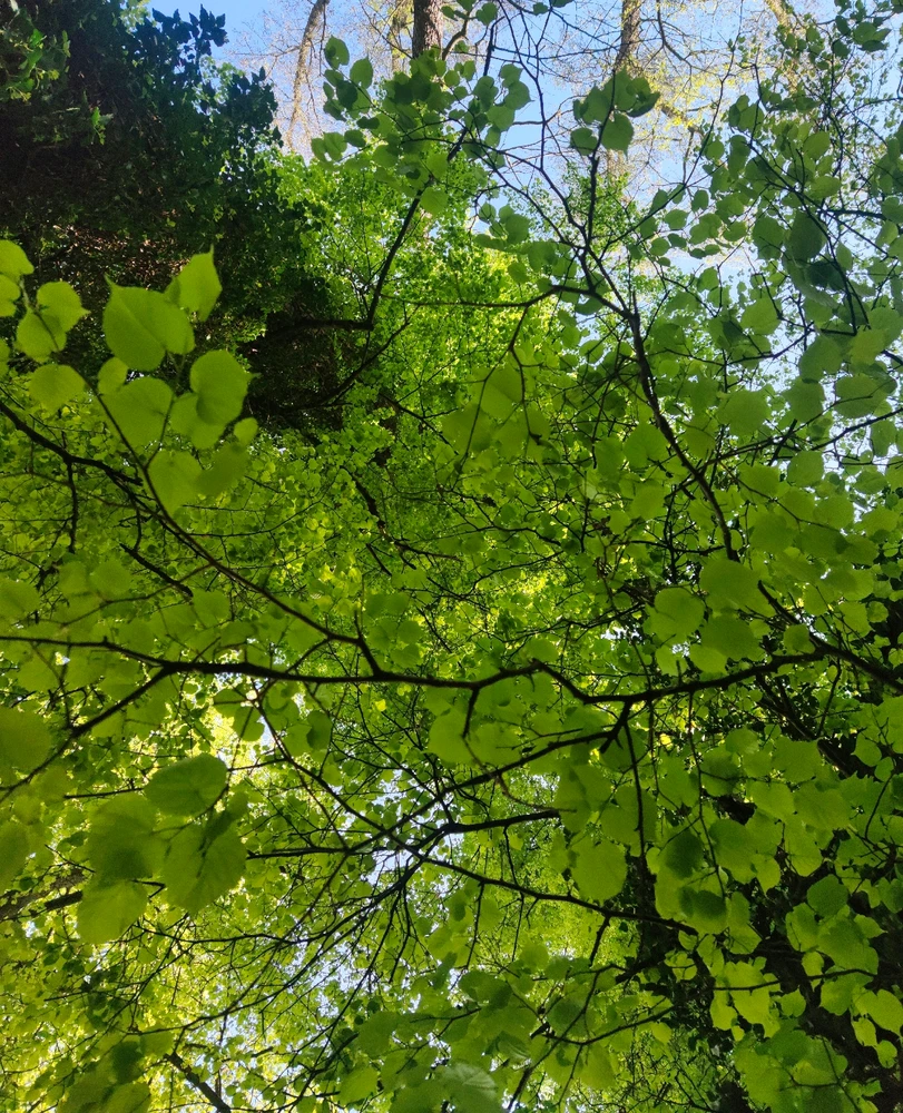 Obrázek nahrál 🧿