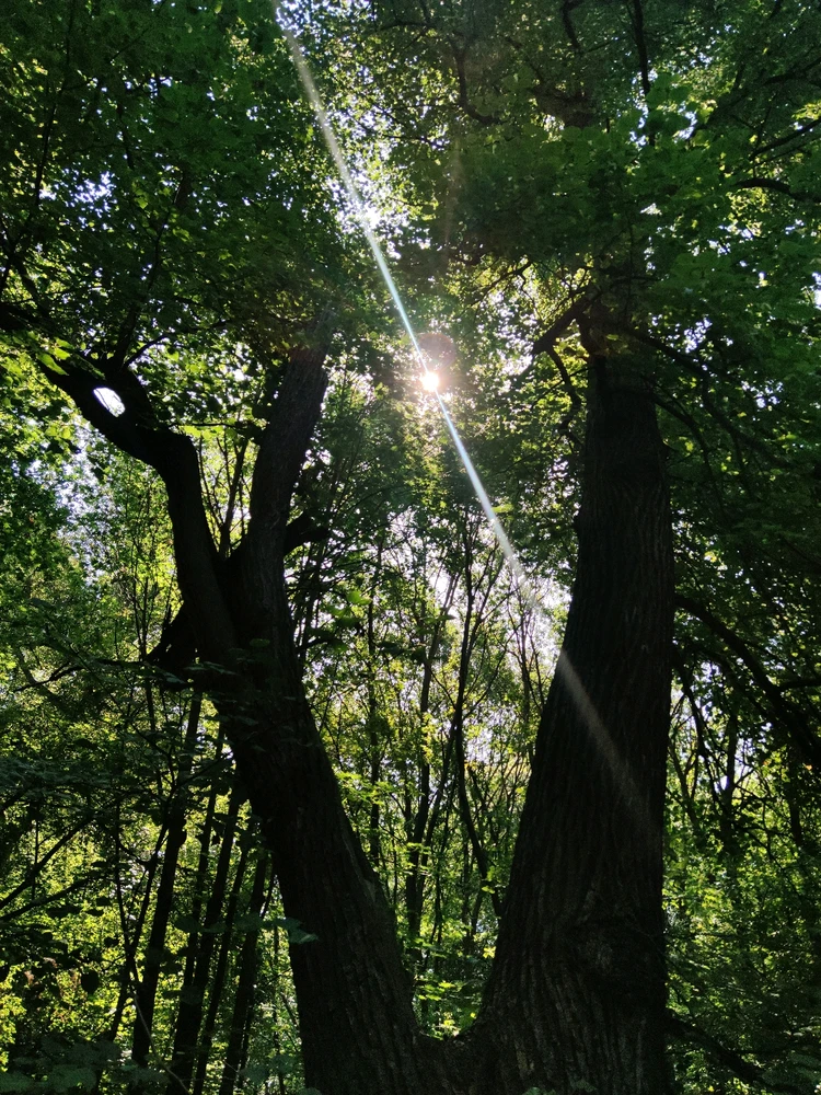 Obrázek nahrál 🧿