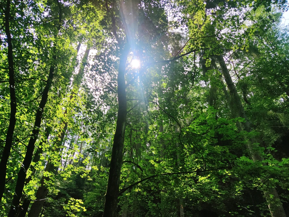 Obrázek nahrál 🧿