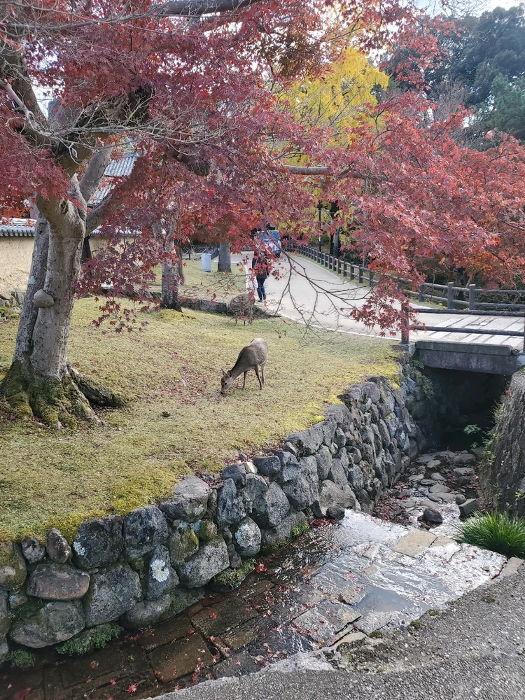 Deer eating grass with a river bed below