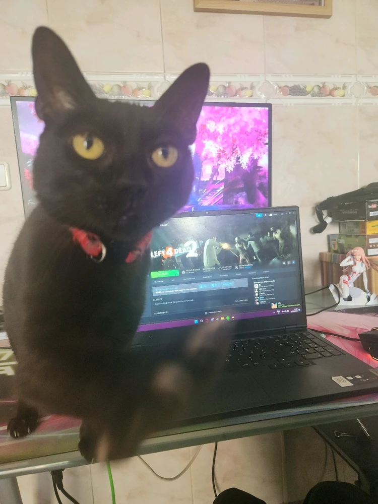 My cat also wants to play apparently 💀