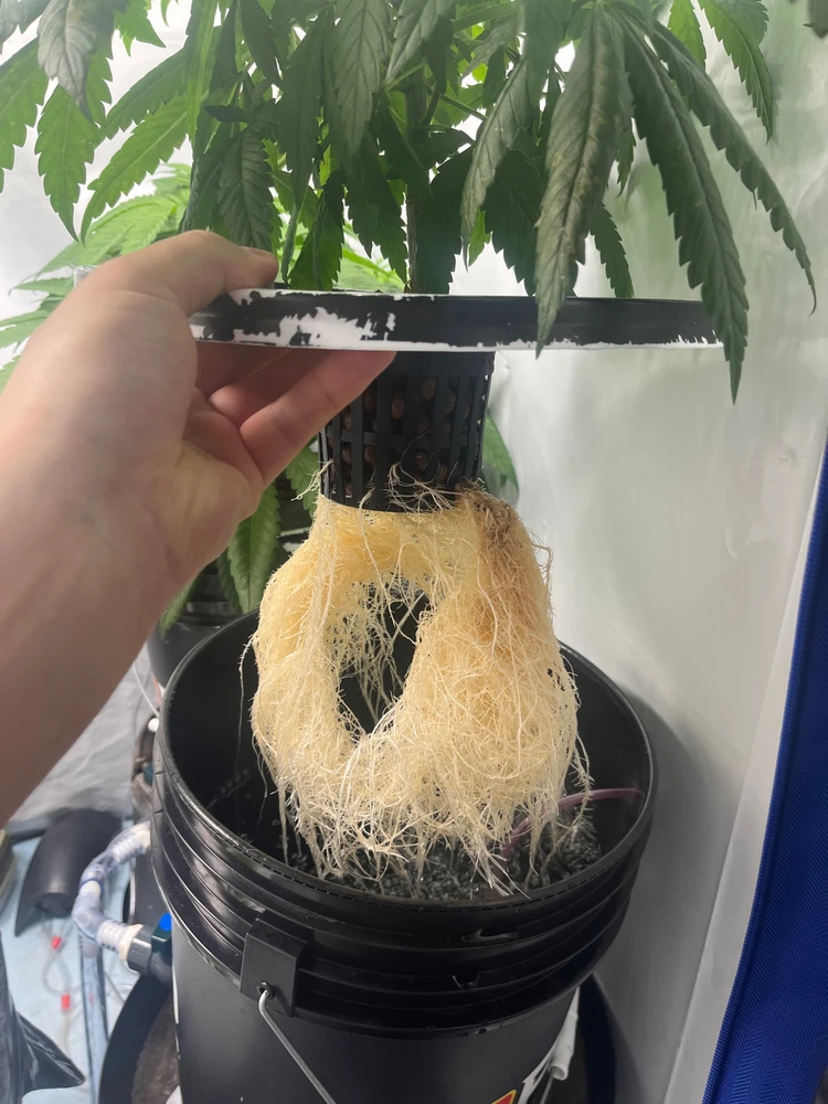 Gambar diunggah dening Zachariah