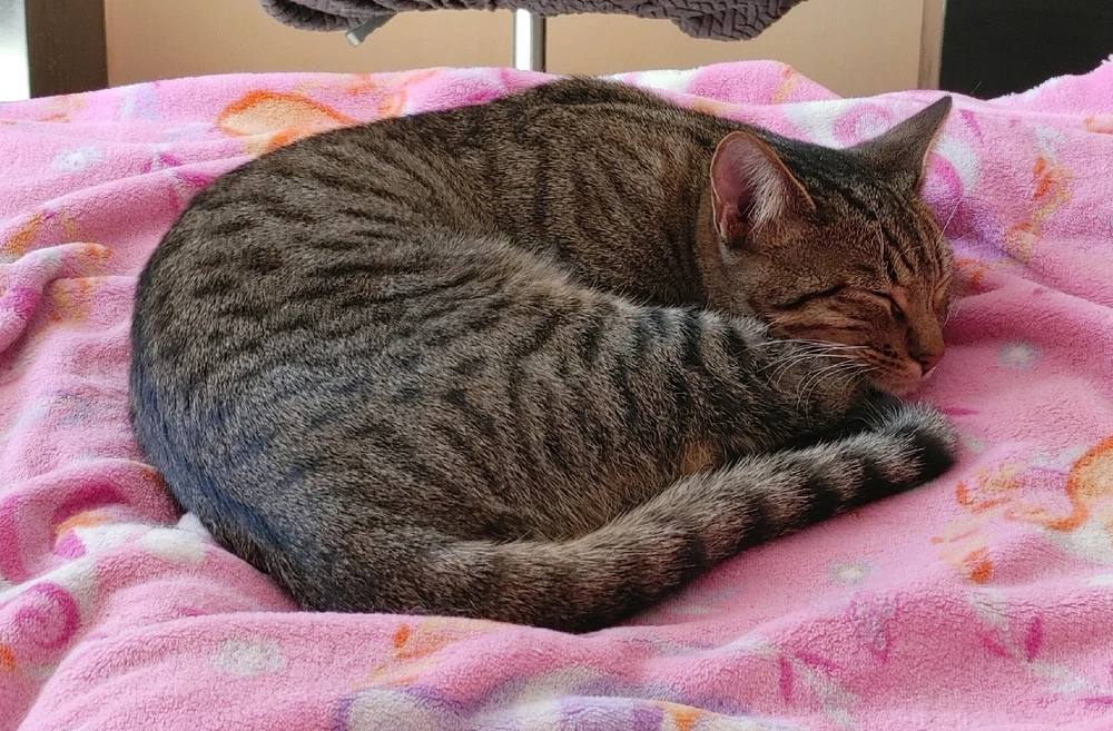 Image uploaded by ❤ Sophia aka Mango Mami ❤️