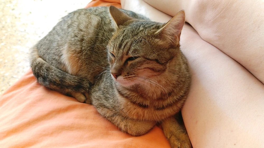 Image uploaded by ❤ Sophia aka Mango Mami ❤️