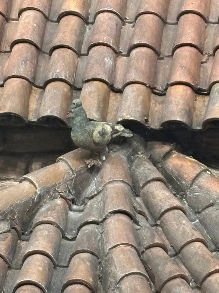 Imagem enviada por Gustavo