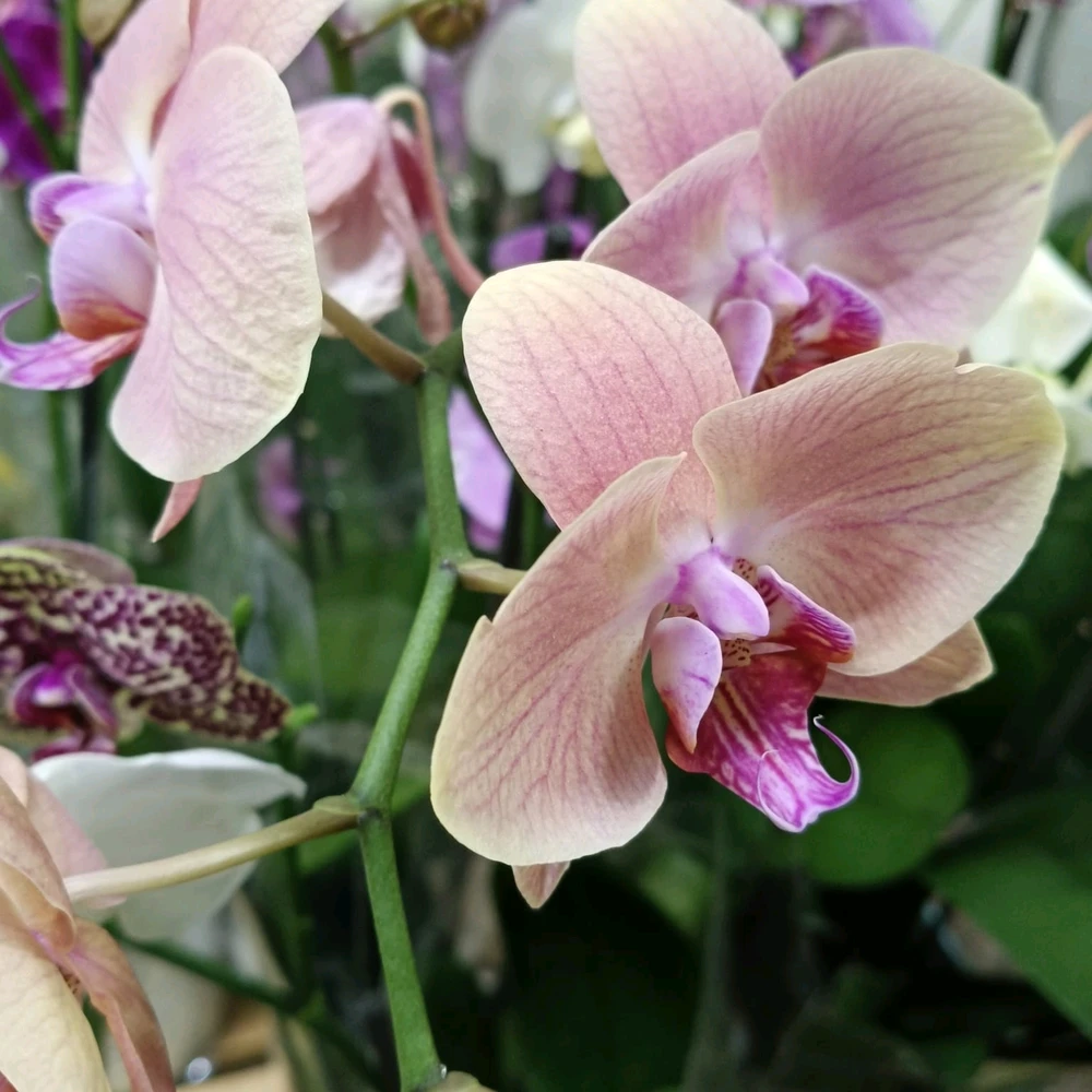 Gambar diunggah dening J