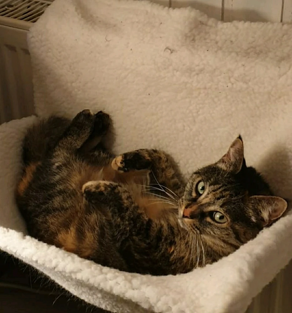 GIF hochgeladen von Tember