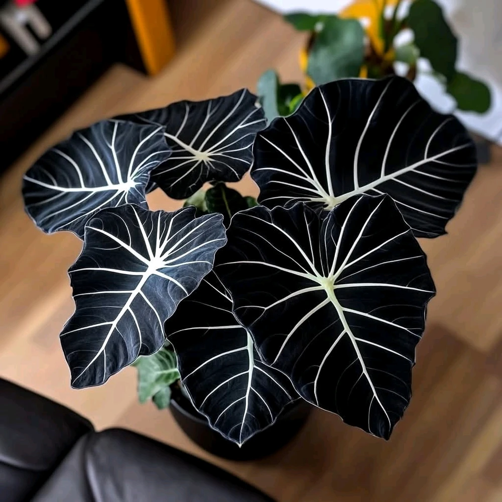 Viktor által feltöltött GIF