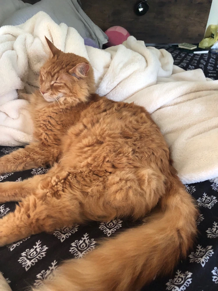 Buddy, my baby boy, very cuddly and has his own braincell