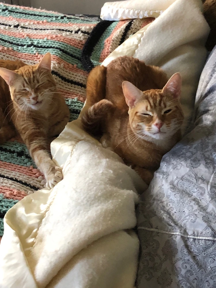 Ruby (left) and Marco (right) are little gremlins that have no thoughts but to bite and play