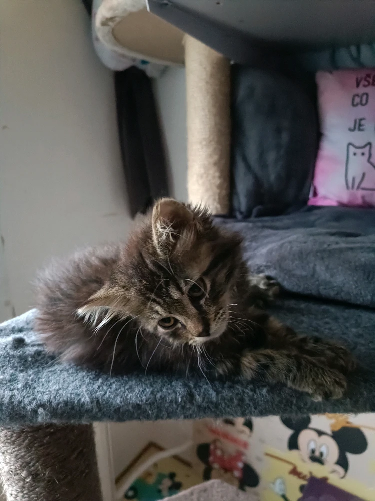 Obrázek nahrál Fiona