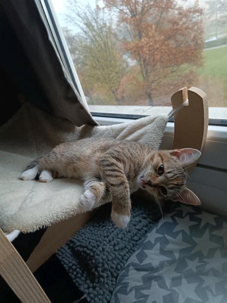 Obrázek nahrál Fiona