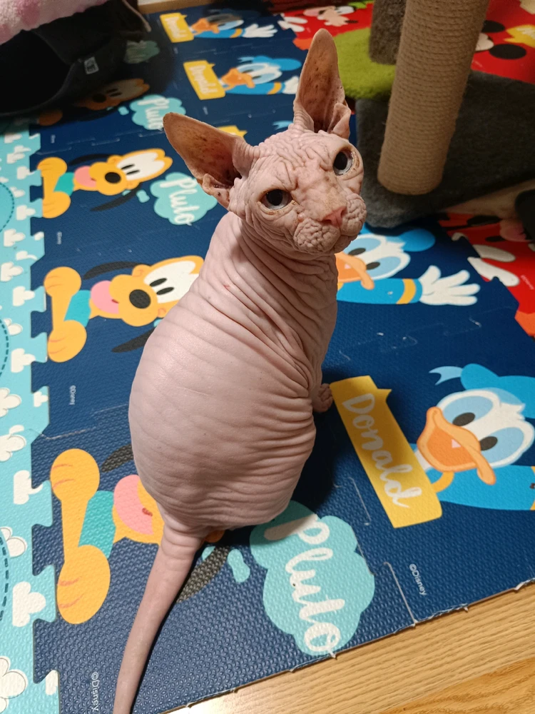 Obrázek nahrál Fiona