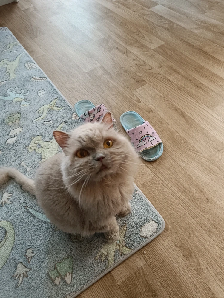 Obrázek nahrál Fiona