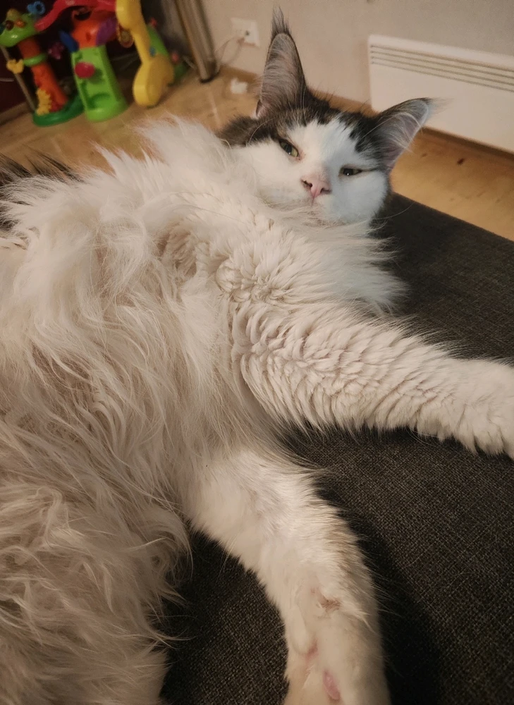 Show me your kitties! 🐱🐱