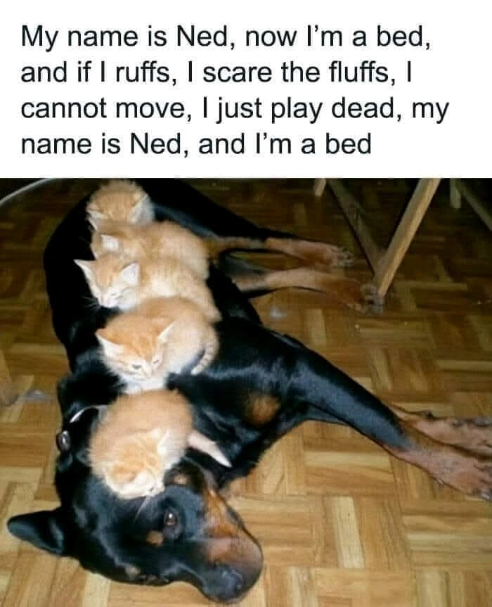 GIF uploaded by Benjiggity