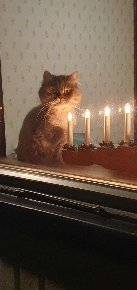 GIF uppladdad av Ragnvald