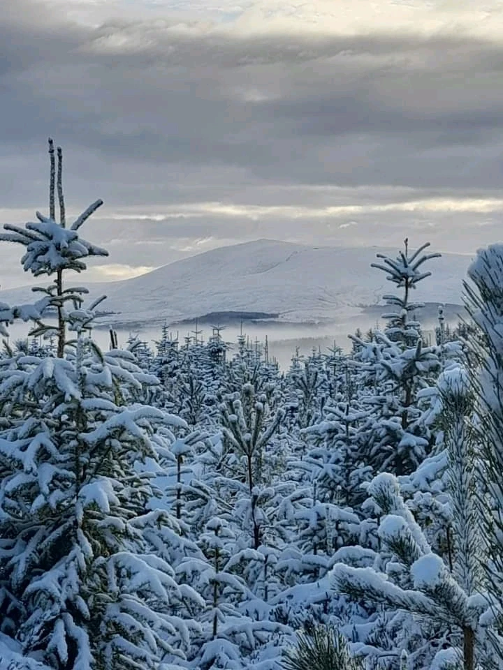 Ben rinnes