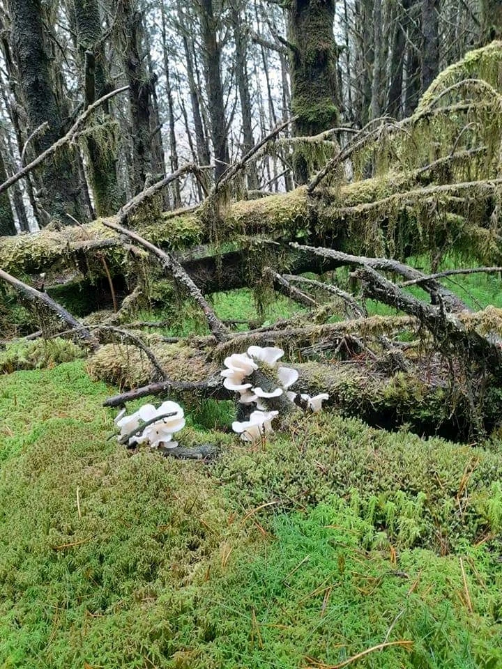 Angel wings fungus 
West coast rain forest 