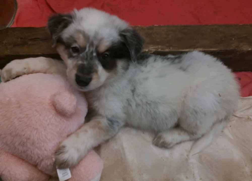 Who could resist that face?