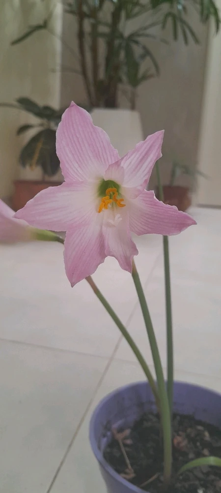 ... Lirio "Pimpinella"; 🌸