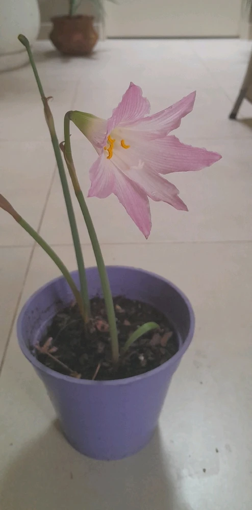 ... Lirio "Pimpinella"; 🌸