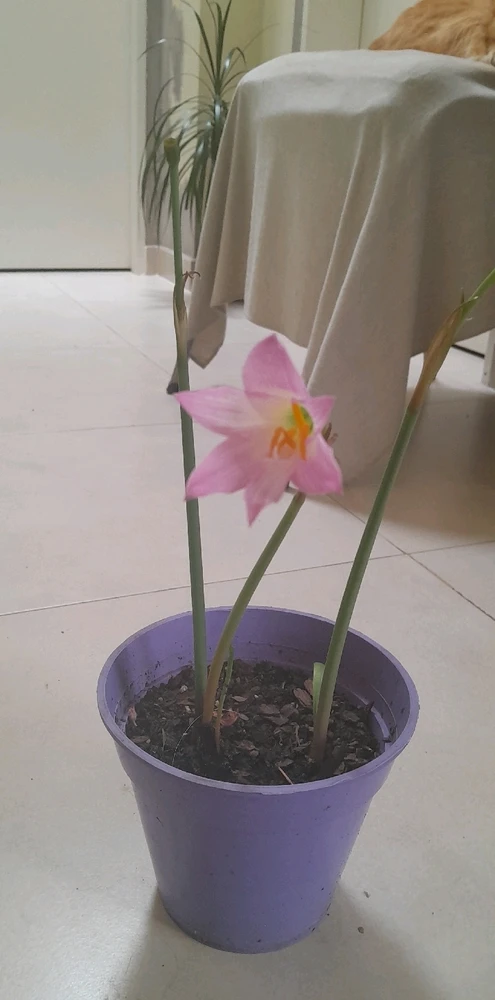 ... Lirio "Pimpinella"; 🌸