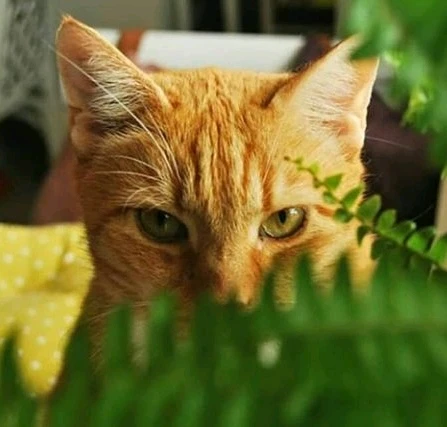 Zdjęcie dodane przez Kitsune