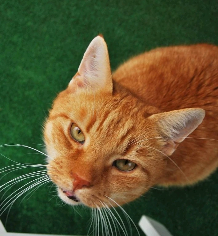 Zdjęcie dodane przez Kitsune