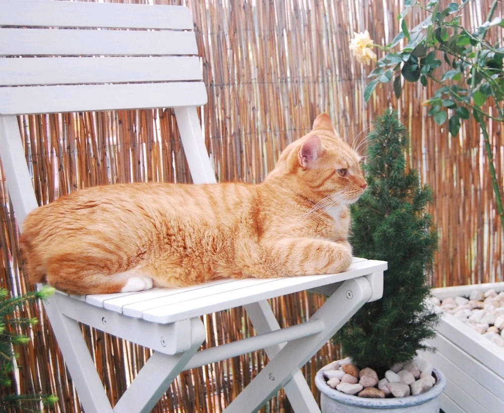 Zdjęcie dodane przez Kitsune