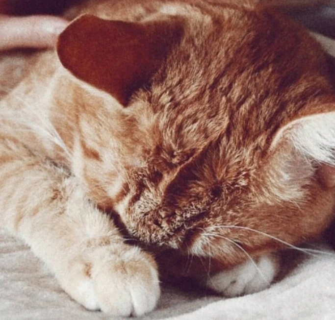 Zdjęcie dodane przez Kitsune