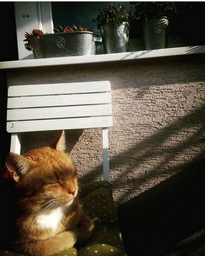 Zdjęcie dodane przez Kitsune