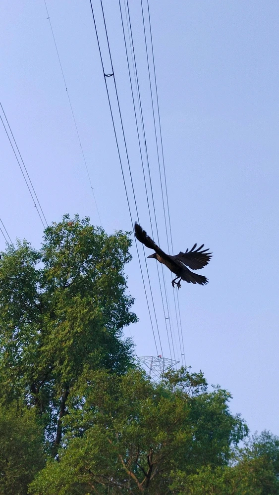 Lmao ! I know that's a crow ! But it's a start