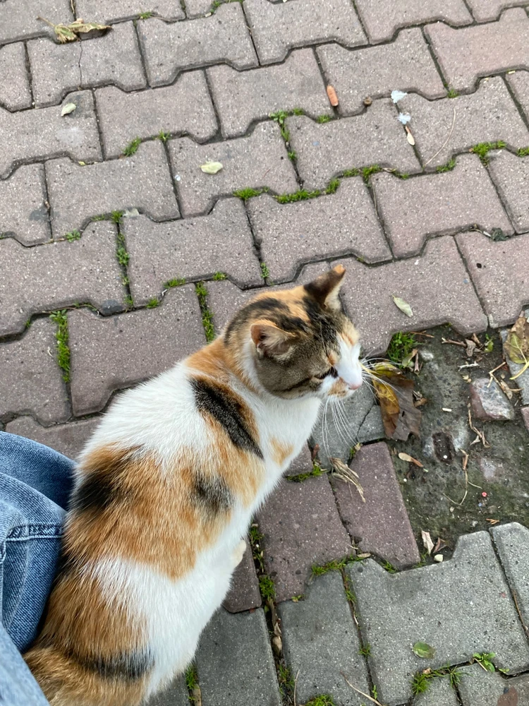 İpek tarafından yüklenen görsel