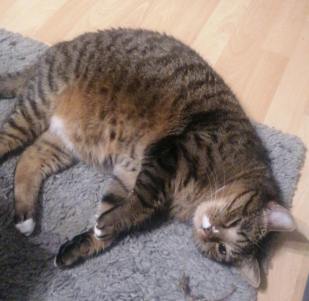 GIF hochgeladen von Steppsken